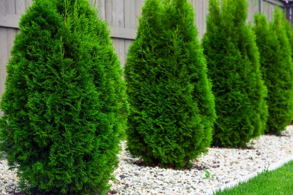 Arborvitae Planting in Aurora