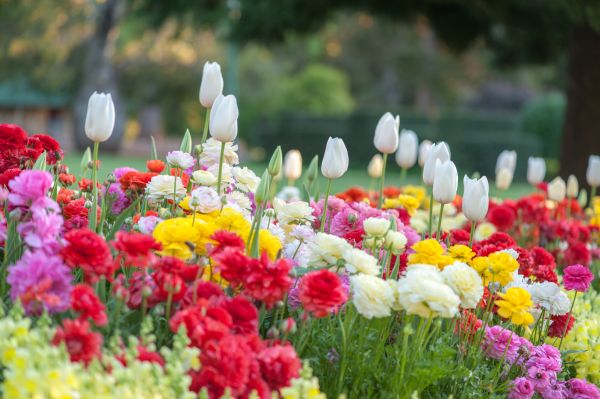 Gardening Service in Aurora