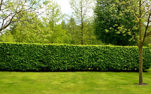 Hedge Planting in Aurora