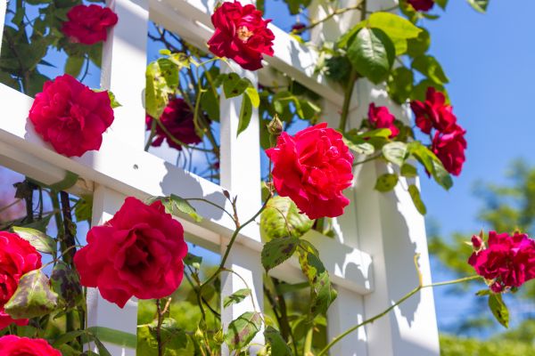 Home Gardening Service in Aurora