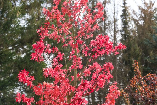 Japanese Maple Planting in Aurora