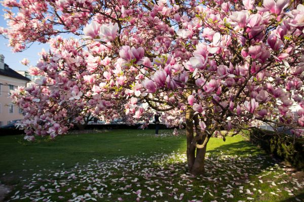 Magnolia Tree Planting in Aurora