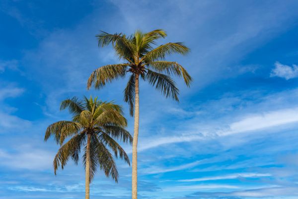 Palm Tree Planting in Aurora