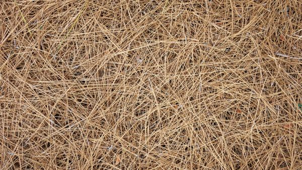 Pine Needles Delivery in Aurora