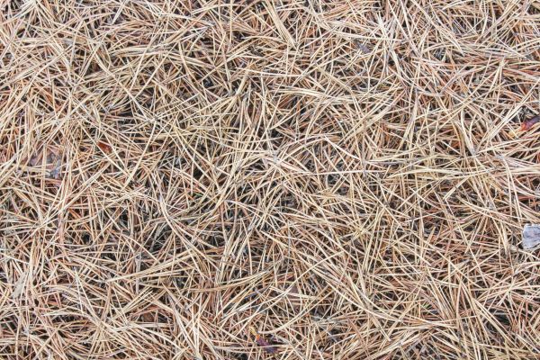 Pine Straw Installation in Aurora