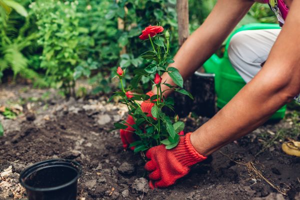 Planting Service in Aurora