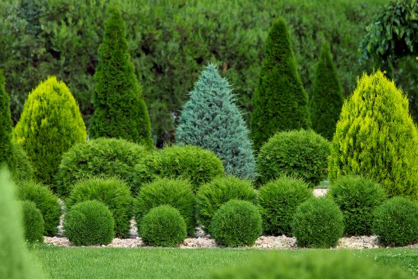 Shrub Replacement in Aurora