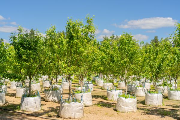 Tree Planting Service in Aurora