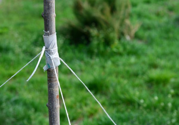 Tree Staking Service in Aurora