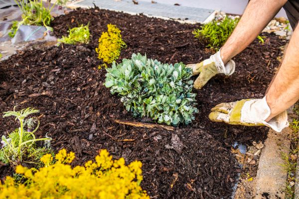 Weeding And Mulching in Aurora