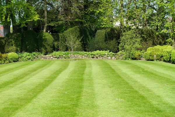 Lawn Renovation in Aurora