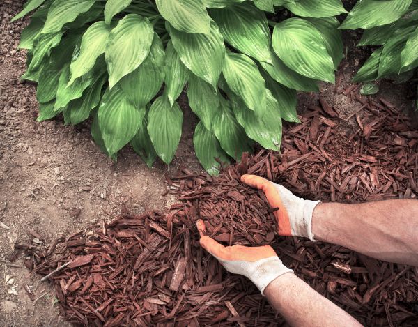 Shredded Mulch Service in Aurora