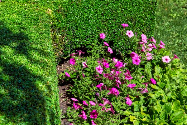 Softscaping Service in Aurora