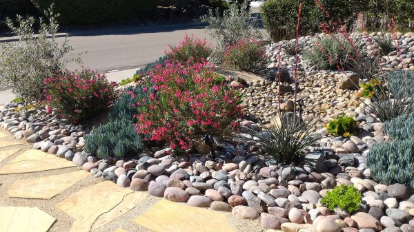 Xeriscape Landscaping in Aurora