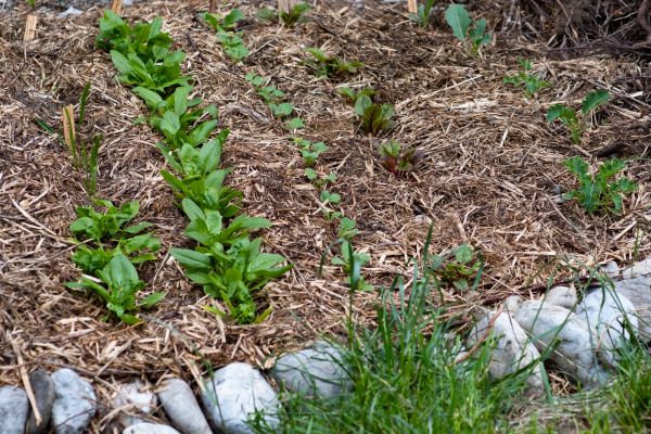 Mulch Service in Aurora