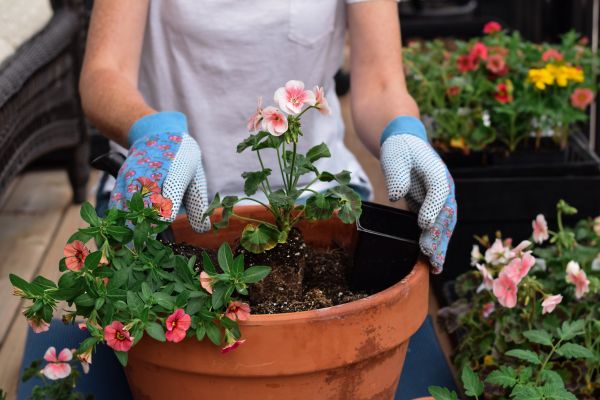 Plant Care Service in Aurora