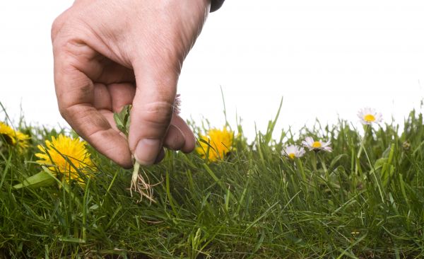 Lawn Weeding in Aurora