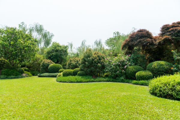 Tree Landscaping in Aurora