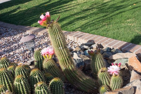 Desert Landscaping in Aurora