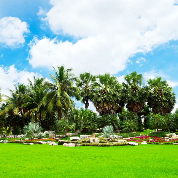 Tropical Landscaping in Aurora