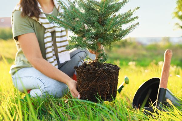 Spruce Tree Planting in Aurora