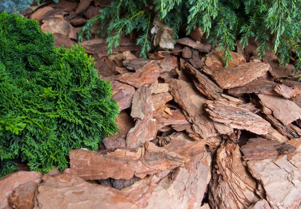 Pine Bark Installation in Aurora