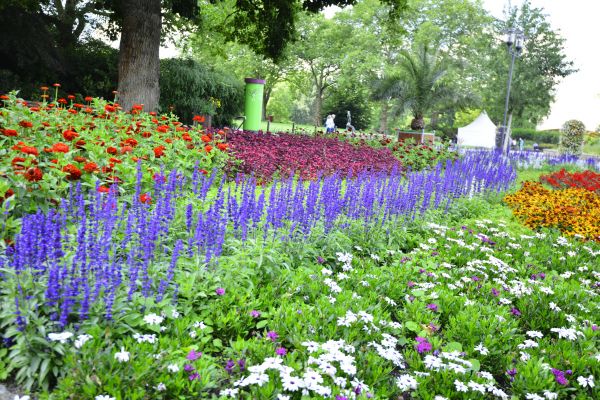 Perennials Planting in Aurora