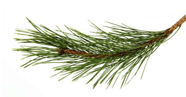 Pine Needles Installation in Aurora