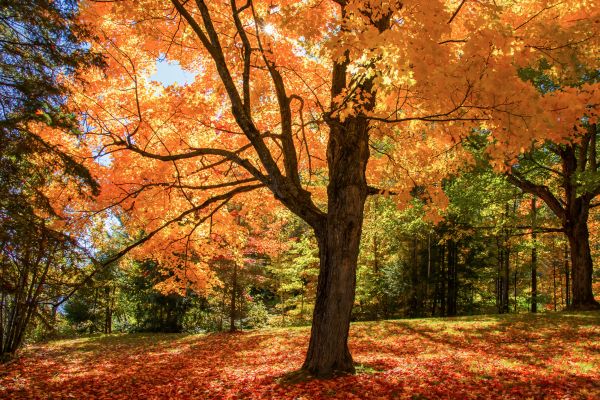 Maple Tree Planting in Aurora