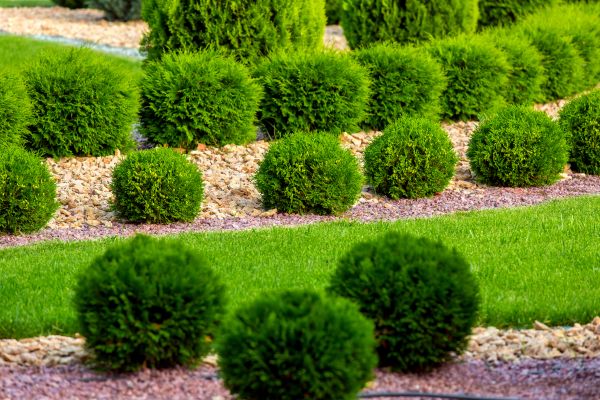 Bush Installation in Aurora
