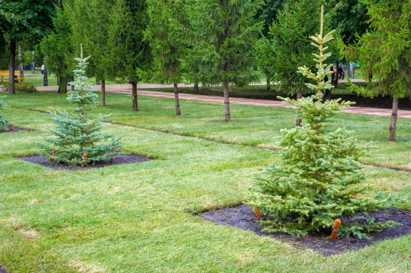 Privacy Trees Planting in Aurora