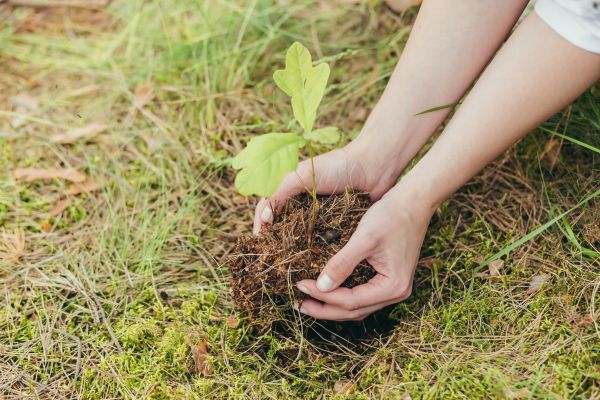 Oak Tree Planting in Aurora