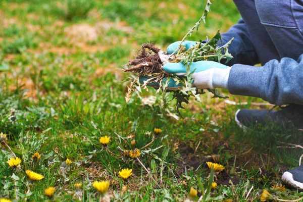 Flower Bed Clearing in Aurora
