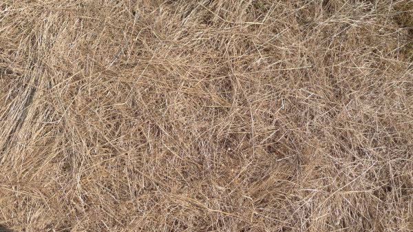 Pine Straw Replacement in Aurora