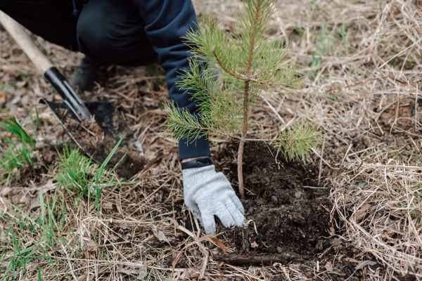 Pine Tree Planting in Aurora