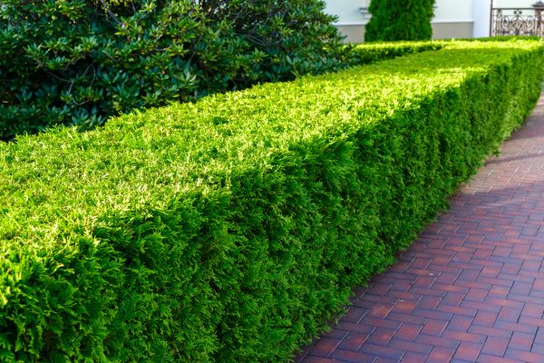 Hedge Installation in Aurora