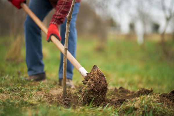 Trees Planting in Aurora