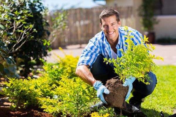 Shrub Landscaping in Aurora