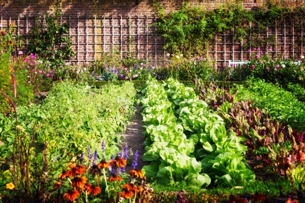 Garden Planting Service in Aurora