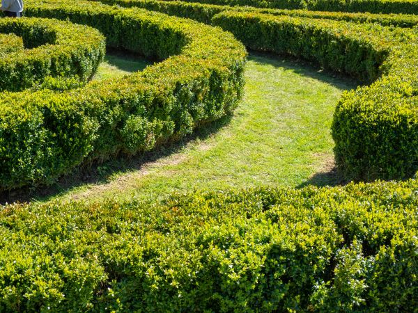 Bush Landscaping in Aurora