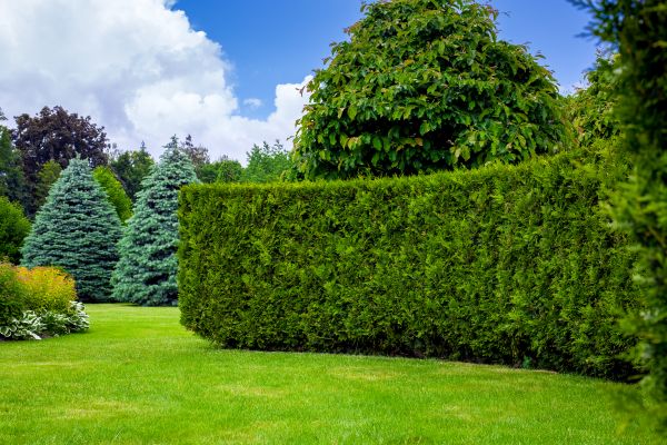 Hedge Landscaping in Aurora