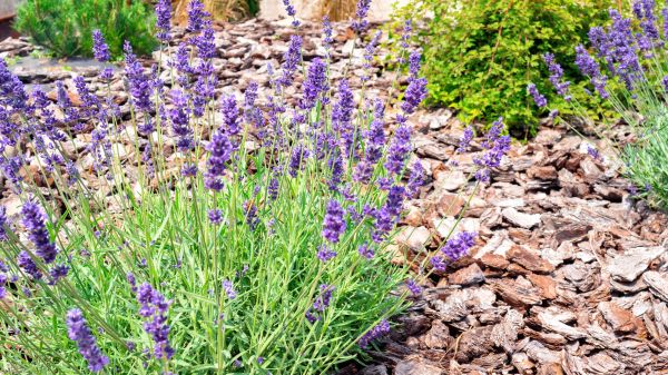 Pine Bark Landscaping in Aurora