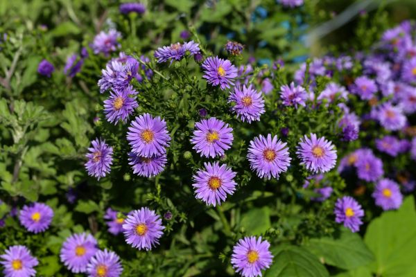 Perennial Flower Planting in Aurora