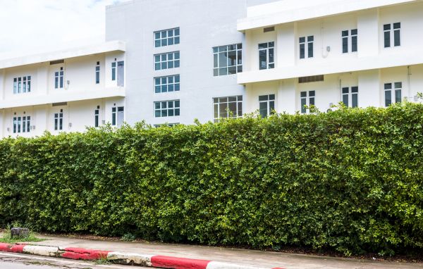 Privacy Landscaping in Aurora