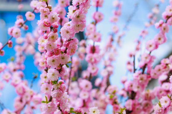 Japanese Cherry Tree Planting in Aurora