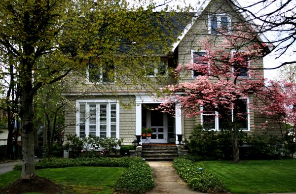 Ornamental Tree Planting in Aurora
