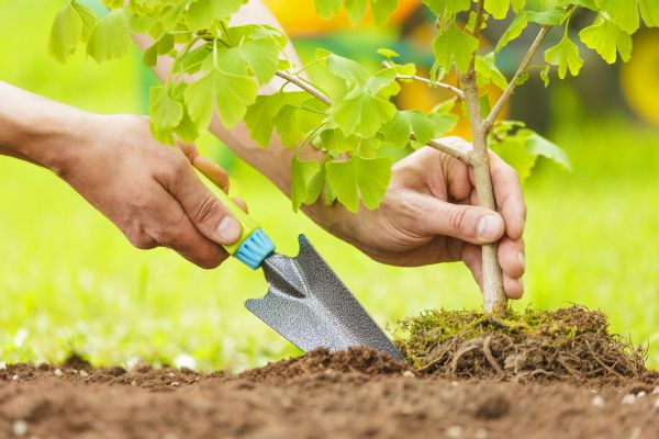 Fruit Tree Planting in Aurora