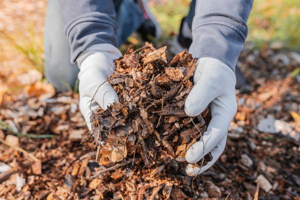 Shredded Mulch Installation in Aurora