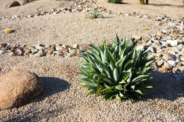 Xeriscaping Service in Aurora