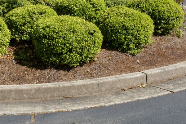 Pine Mulch Installation in Aurora